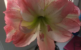 УТРЕННЯЯ ЗАРЯ