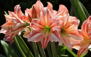 СЕДОЙ КАВКАЗ