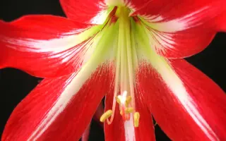 ЗВЕЗДА ОКТЯБРЯ