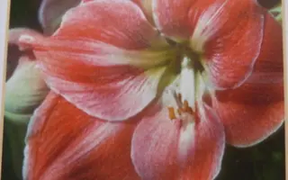 МОРСКОЙ ЗАКАТ