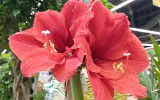 КРАСНАЯ ПОЛЯНА