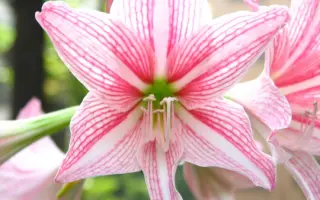 ЛАСКОВЫЙ МАЙ