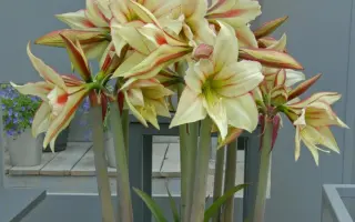 МАГИЯ ВЕСНЫ