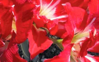 ФЕДОР ШАЛЯПИН