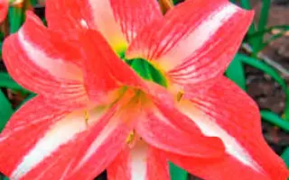 ГАЛИНА ШИПАЕВА