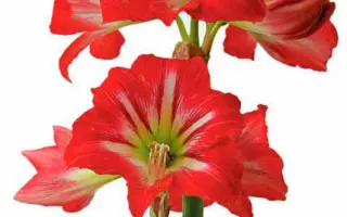 ВЕЛИКИЙ МОЦАРТ