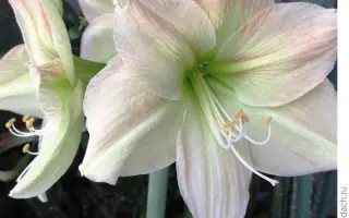 ВОСПОМИНАНИЕ