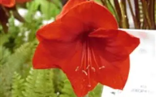 КРАСНЫЙ ЛУЧ