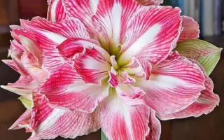 РОЗОВЫЙ СОН