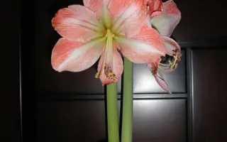 ПРИНЦЕССА АНАСТАСИЯ