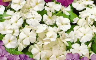 КАЛЕЙДОСКОП