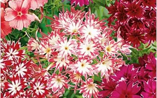 ЗВЕЗДНОЕ КРУЖЕВО