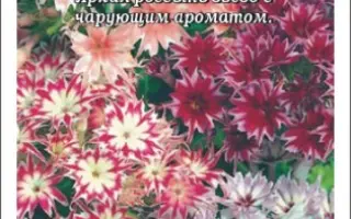 МЛЕЧНЫЙ ПУТЬ