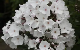 БЕЛОСНЕЖКА