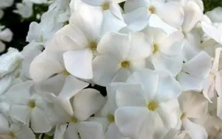 ГОЛУБЬ МИРА