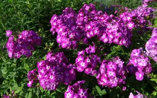 ФЕСТИВАЛЬНЫЙ