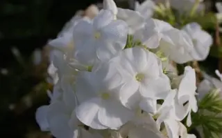 БОРДЮРНЫЙ БЕЛЫЙ