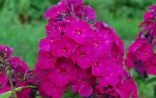 ТАРАС ШЕВЧЕНКО