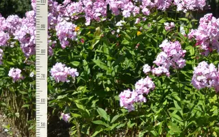 ВОЗДУШНЫЙ ЗАМОК