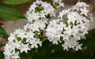 ЦАРЕВНА-ЛЕБЕДЬ