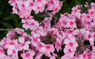 РОЗОВАЯ СКАЗКА