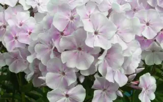 ЗИМНЕЕ УТРО