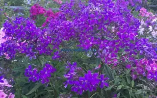 ЧЕРНИЛЬНЫЙ