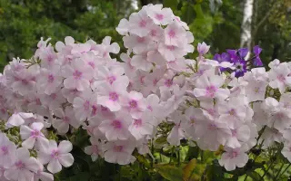 ДУШИСТЫЙ МАЛЯР