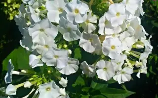 БЕЛОПЕННЫЙ