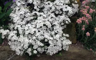 СНЕЖНЫЙ НАРЫМ