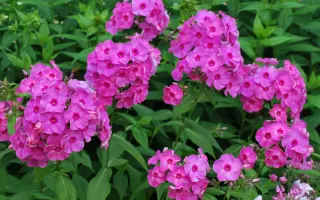 УТРО БАКЧАРА