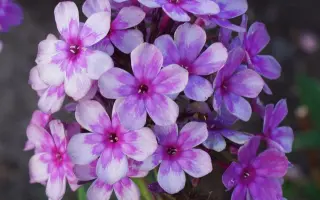 СЕРАЯ ЗВЕЗДОЧКА