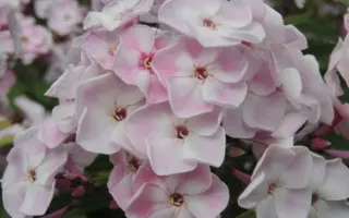 ОСЕННИЙ БУКЕТ