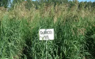 СИБНИИСХОЗ 189