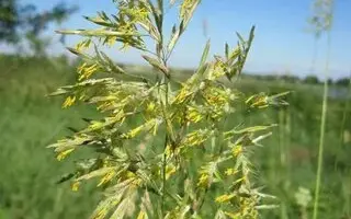 МОРШАНСКИЙ 312