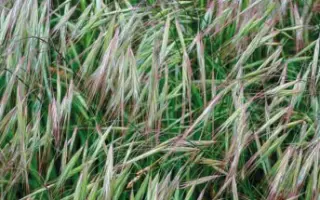 ПЕНЗЕНСКИЙ 1