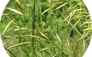 ПАВЛОВСКИЙ 22/05