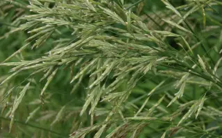 КАМАЛИНСКИЙ 14