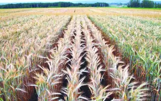 ЧИШМИНСКИЙ 4