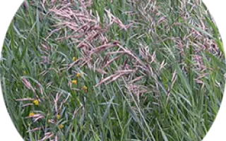 ВОРОНЕЖСКИЙ 17