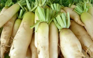 ОСЕННИЙ КРАСАВЕЦ