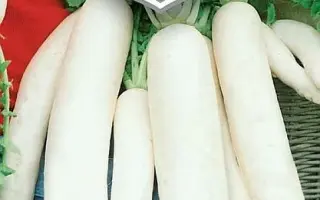 СОЛОВЕЙ-РАЗБОЙНИК