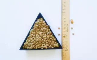 ЕКАТЕРИНОВСКАЯ