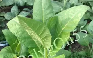 ТРАПЕЗОНД 15