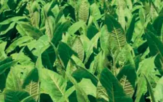 КРУПНОЛИСТНЫЙ 512