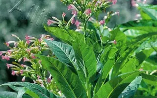 ТРАПЕЗОНД 204