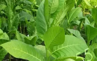 ТРАПЕЗОНД КУБАНЕЦ