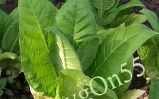 ТРАПЕЗОНД 182