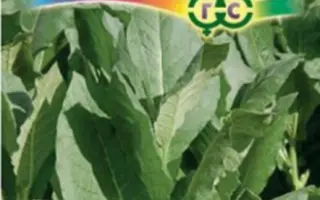 ЮБИЛЕЙНЫЙ НОВЫЙ 142