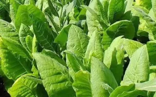 ВИРДЖИНИЯ 202